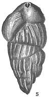 Sivun Uvigerina pygmaea d'Orbigny 1826 kuva