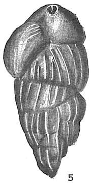 Image of Uvigerina pygmaea d'Orbigny 1826