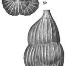 Image of Uvigerina striata d'Orbigny 1839