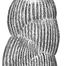 Image of Uvigerina tenuistriata Reuss 1870