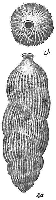 Image of Uvigerina tenuistriata Reuss 1870