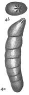 Image of Vaginulina d'Orbigny 1826