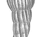 Imagem de Vaginulina protumida (Schwager 1866)