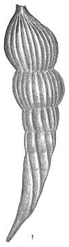 Image of Vaginulina protumida (Schwager 1866)