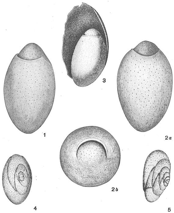 Image of Chilostomellidae