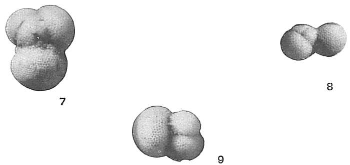 Image of Globigerina bulloides d'Orbigny 1826