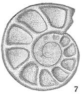 Image of Nummulitidae