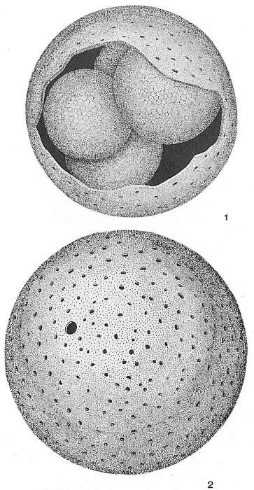 Image de Orbulina d'Orbigny 1839