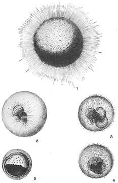 Plancia ëd Orbulina d'Orbigny 1839