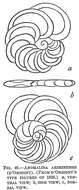 Image de Planulina ariminensis d'Orbigny 1826