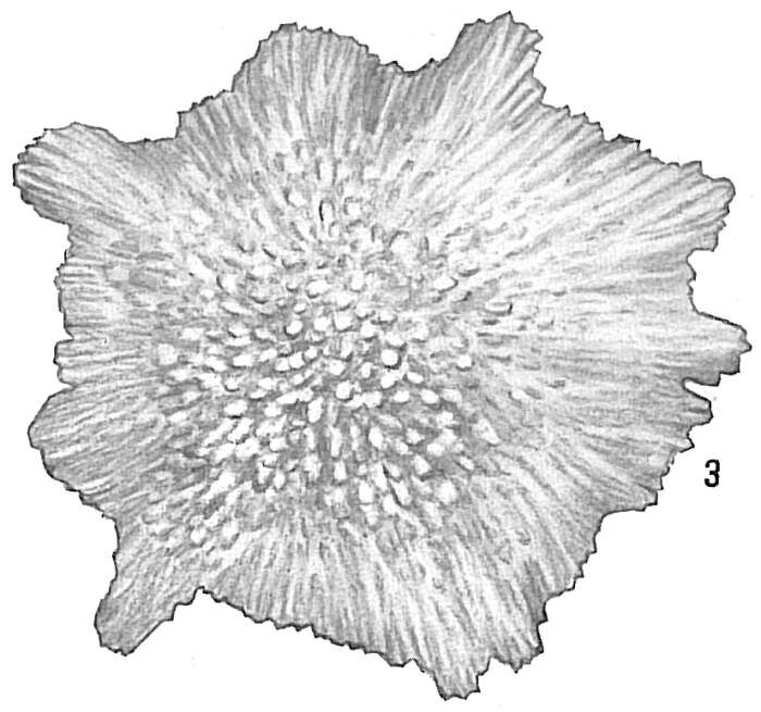 Image of Calcarina hispida Brady 1876
