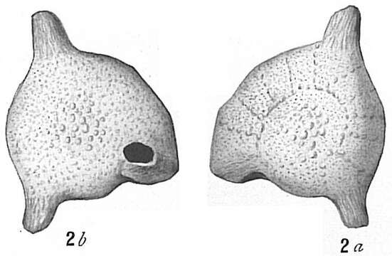 Image of Calcarina d'Orbigny 1826