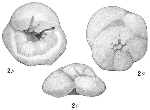 Image of Discorbis subfilosa Cushman 1915