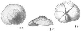 Sivun Discorbis vilardeboanus (d'Orbigny 1839) kuva