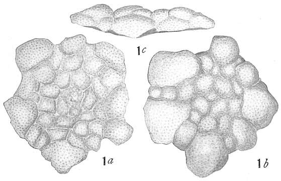 Image of Planorbulina mediterranensis d'Orbigny 1826