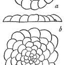 Image of Planorbulina mediterranensis d'Orbigny 1826