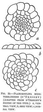 Image of Planorbulina mediterranensis d'Orbigny 1826