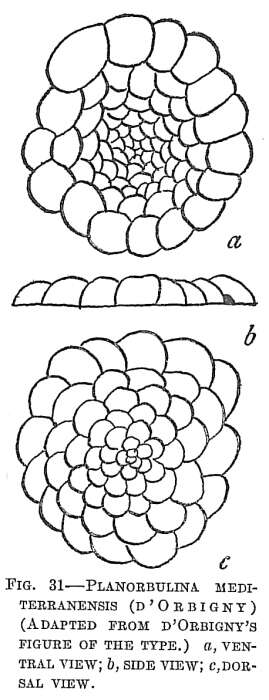 Image of Planorbulina mediterranensis d'Orbigny 1826