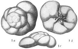 Image of <i>Pulvinulina punctulata</i> (d'Orbigny 1865)