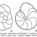 Image de <i>Pulvinulina punctulata</i> (d'Orbigny 1865)