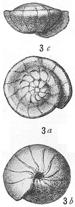 Imagem de Rotalia orbicularis (Terquem 1882)