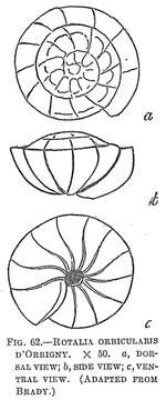 Image of Rotalia orbicularis (Terquem 1882)