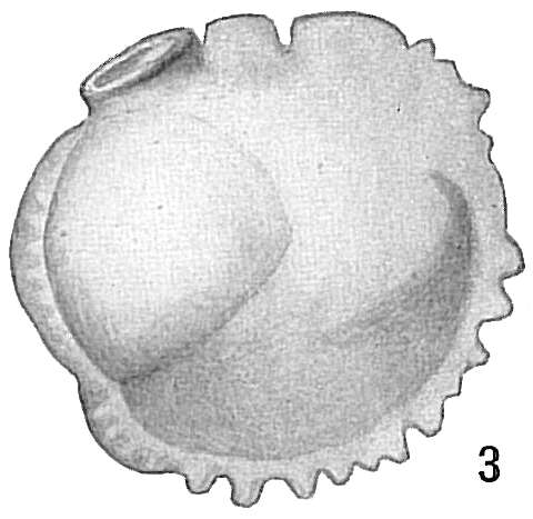 Image of Siphoninidae