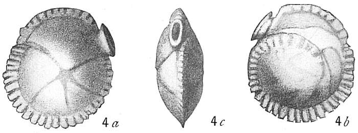Image of Siphonina Reuss 1850