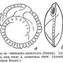 Image of Siphonina reticulata (Cžjžek 1848)