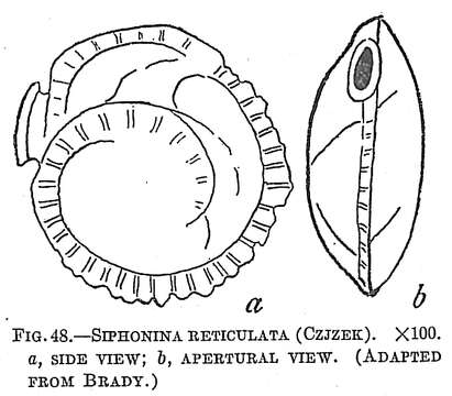 Image of Siphonina reticulata (Cžjžek 1848)