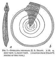 Image of Spirillina Ehrenberg 1843