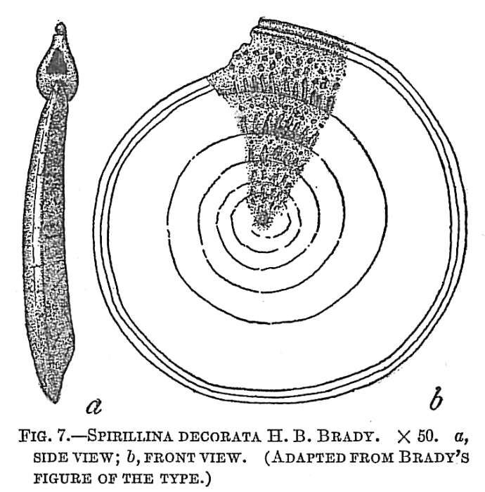 Image of Spirillina Ehrenberg 1843