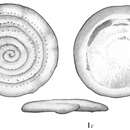 Image of Spirillina guttata Cushman 1915