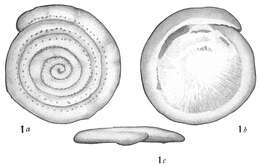 Image of Spirillina guttata Cushman 1915