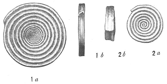 Image of Spirillina limbata Brady 1879