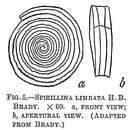 Image of Spirillina limbata Brady 1879