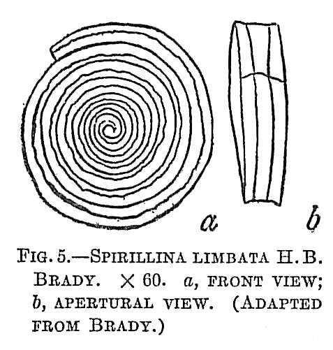 Image of Spirillina limbata Brady 1879