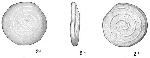 Image of Spirillina operculoides Cushman 1915