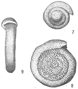 Image of Spirillina tuberculata Brady ex Siddall 1878