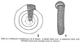 Image of Spirillina tuberculata Brady ex Siddall 1878