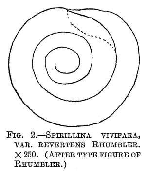 Image of Spirillina vivipara Ehrenberg 1843