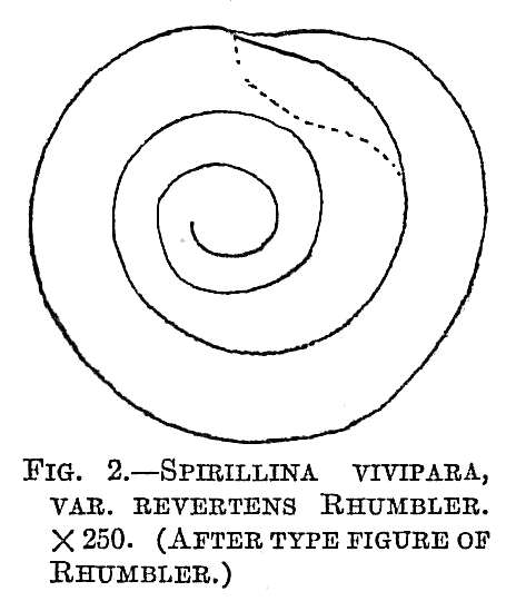 Image of Spirillina vivipara Ehrenberg 1843