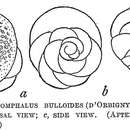 Image of Tretomphalus bulloides (d'Orbigny 1839)