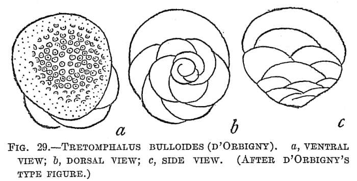 Image of Tretomphalus bulloides (d'Orbigny 1839)