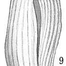 Image of Adelosina laysanensis Rhumbler 1906