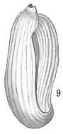 Image of Adelosina laysanensis Rhumbler 1906