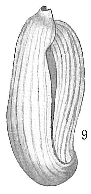 Image of Adelosina laysanensis Rhumbler 1906