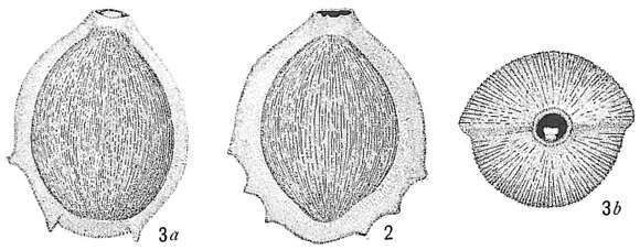 Imagem de Pyrgo comata var. serratula (Cushman 1917)