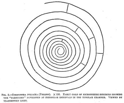 Cornuspira foliacea (Philippi 1844) resmi