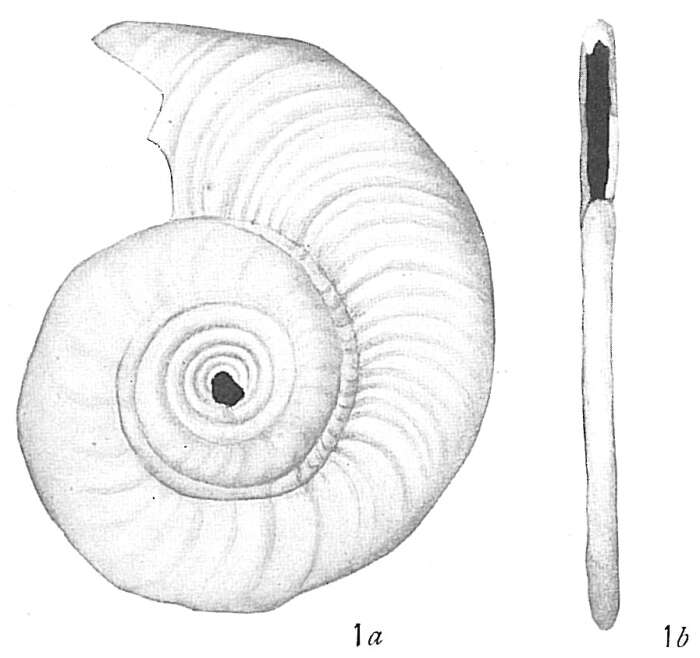 Image de Cornuspira foliacea (Philippi 1844)